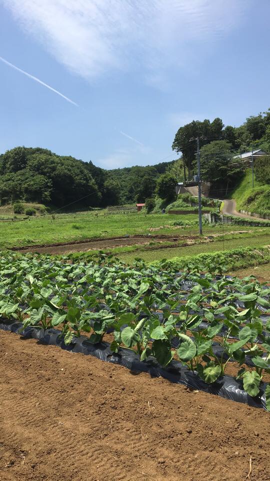 さといも畑 野菜 漬物 神棚飾り 注連縄 厚木市 高橋農園直売所